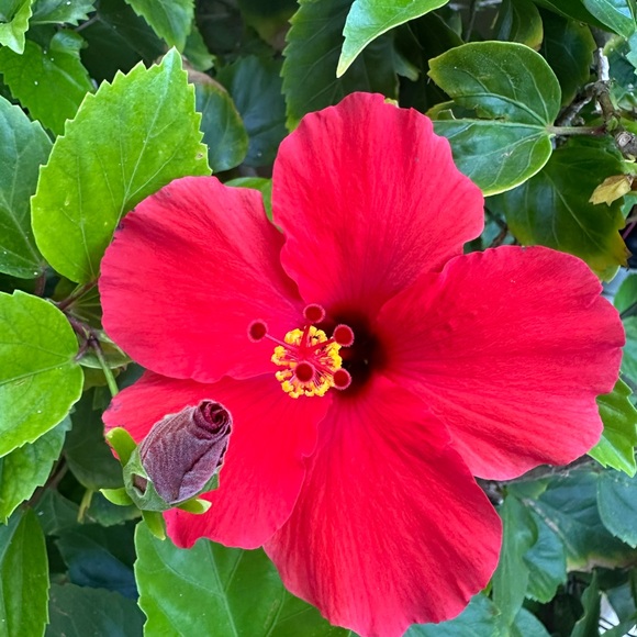 marigoldsells